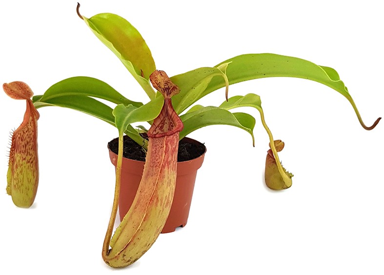 Nepenthes (veitchii x lowii) x sp.
