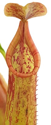 Nepenthes (veitchii x lowii) x sp.