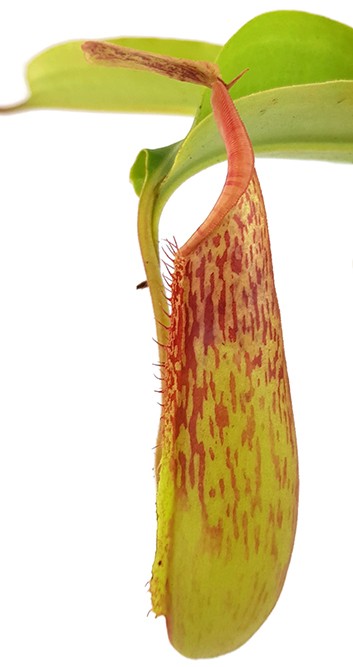Nepenthes (veitchii x lowii) x sp.