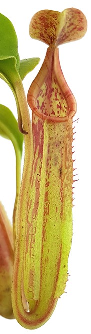 Nepenthes (veitchii x lowii) x sp.