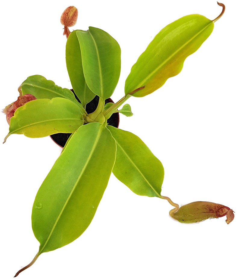 Nepenthes (veitchii x lowii) x sp.