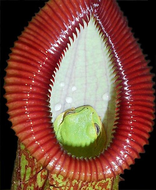 Nepenthes ventricosa x hamata BE-3899