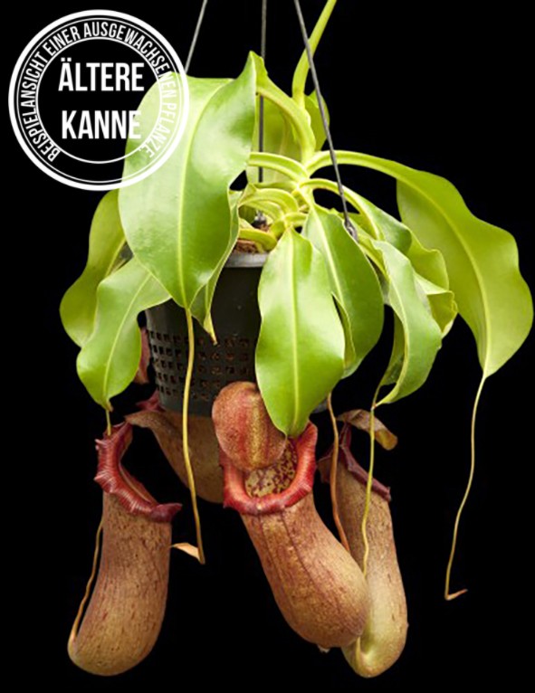 Nepenthes ventricosa x robcantleyi BE-3923