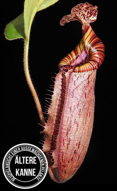 Nepenthes (veitchii x lowii) x (burbidgeae x edwardsiana) BE-3980