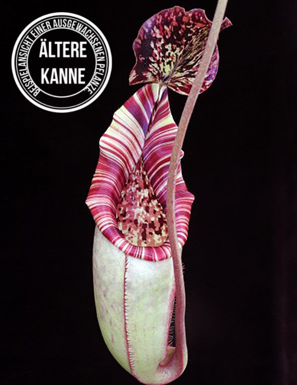 Nepenthes burbidgeae x (veitchii x lowii) BE-3993