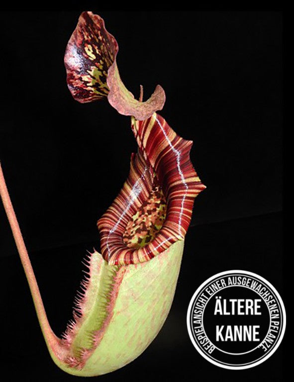 Nepenthes burbidgeae x (veitchii x lowii) BE-3993