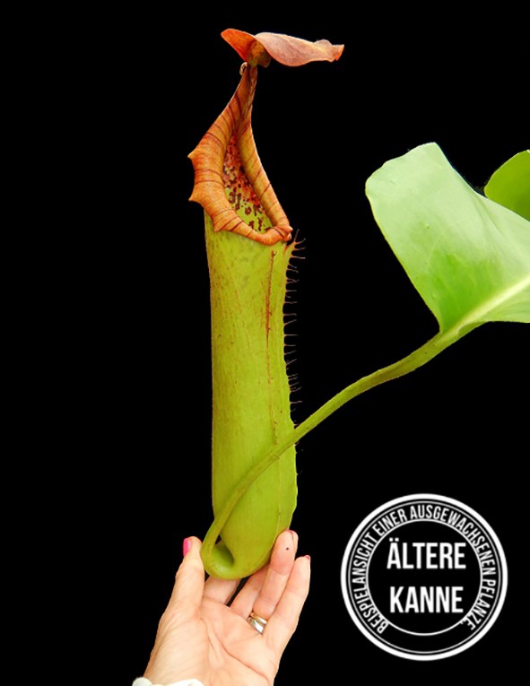 Nepenthes truncata BE-4001