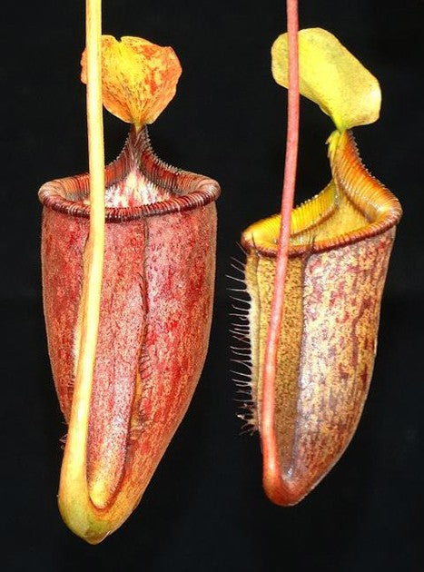 Nepenthes palawanensis BE-4013