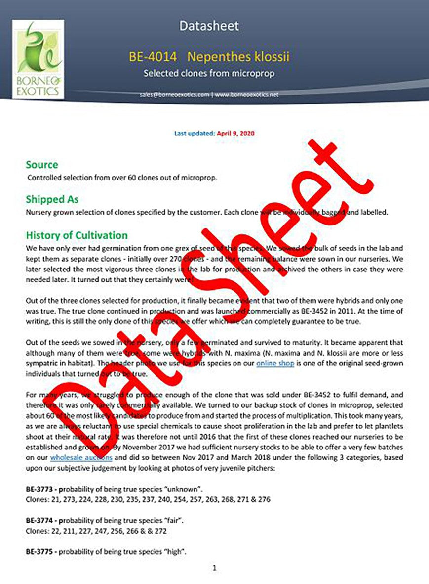 Nepenthes klossii individuelle Klone BE-4014 - Klon