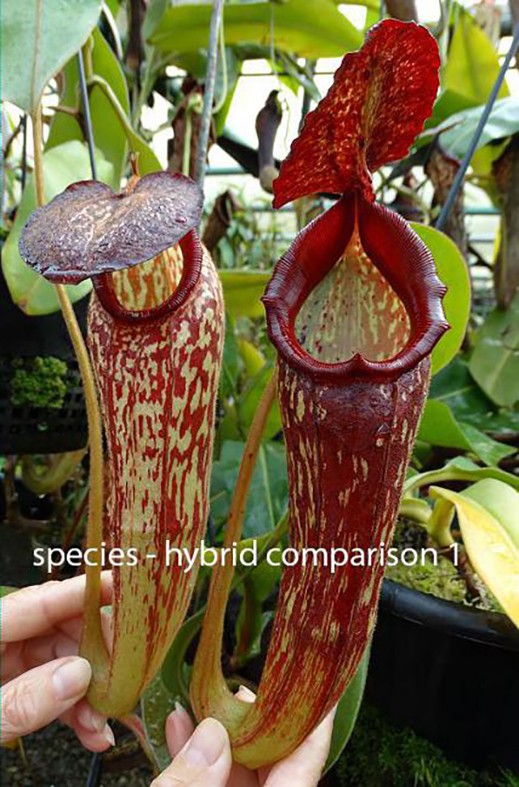 Nepenthes klossii individuelle Klone BE-4014 - Klon