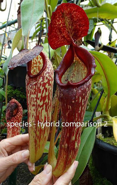 Nepenthes klossii individuelle Klone BE-4014 - Klon