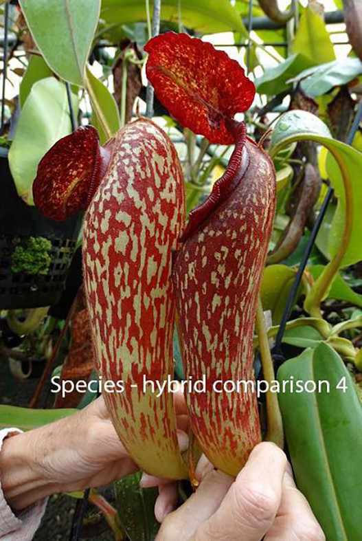 Nepenthes klossii individuelle Klone BE-4014 - Klon