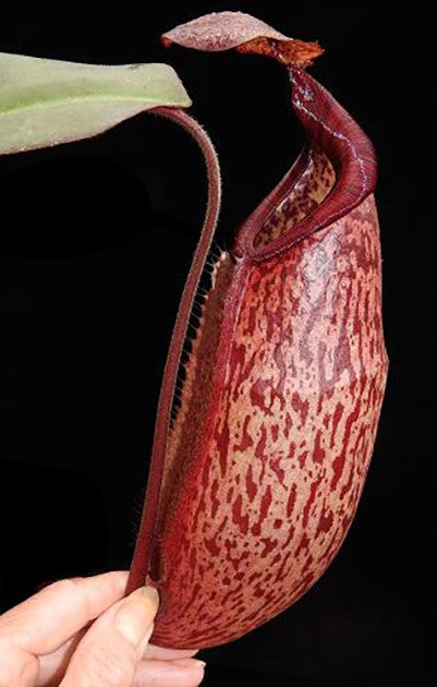 Nepenthes peltata x sp.