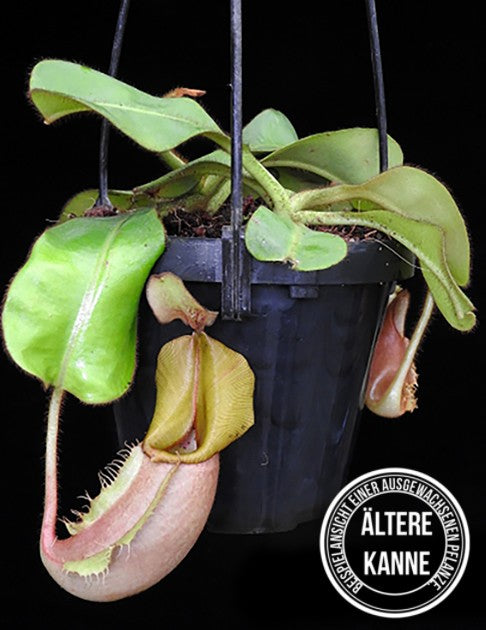 Nepenthes veitchii Bareohighland 2nd Grex BE-4033