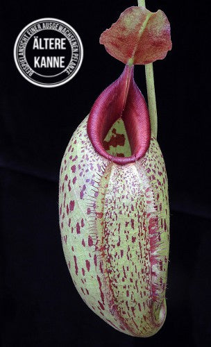 Nepenthes robcantleyi x aristolochioides BE-4036