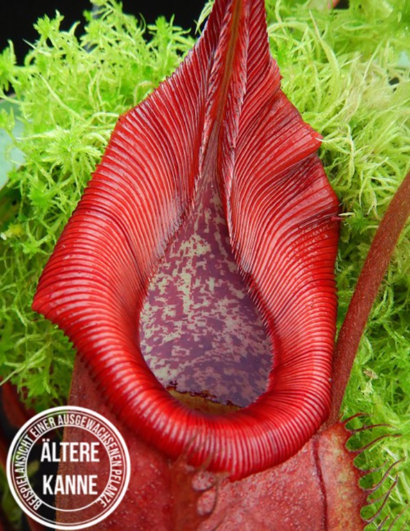 Nepenthes densiflora x veitchii BE-4037