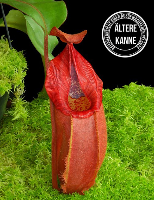 Nepenthes densiflora x veitchii BE-4037