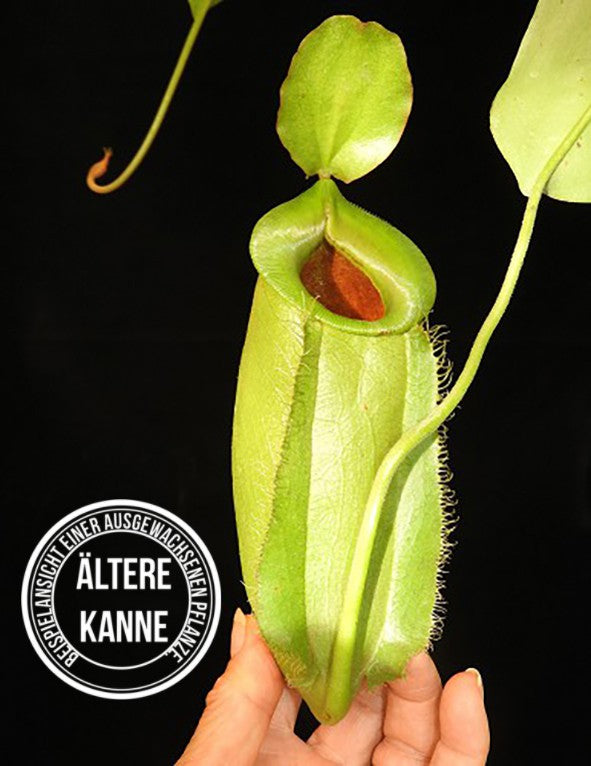 Nepenthes spathulata x ampullaria BE-4050