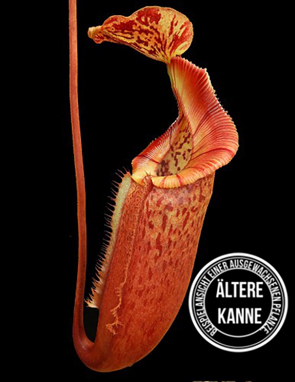 Nepenthes (lowii x macrophylla) x burbidgeae BE-4054