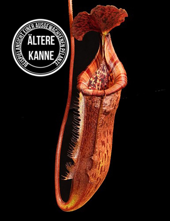 Nepenthes (lowii x macrophylla) x burbidgeae BE-4054