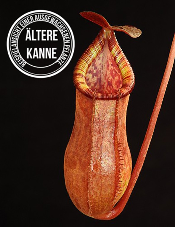 Nepenthes petiolata x (lowii x tentaculata) BE-4078