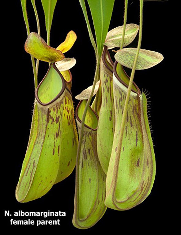 Nepenthes albomarginata x attenboroughii BE-4513