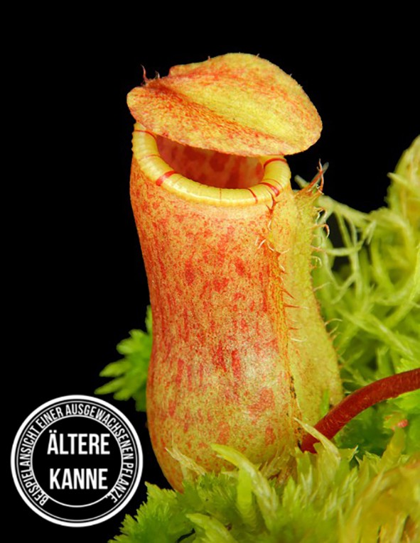 Nepenthes ventricosa x attenboroughii BE-4522