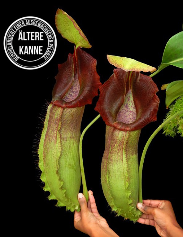 Nepenthes spathulata x robcantleyi BE-4541