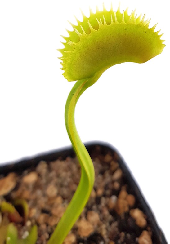 Dionaea muscipula "Dentata Form"