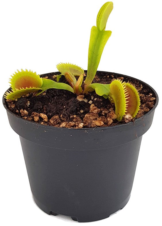 Dionaea muscipula "Dentata Form"