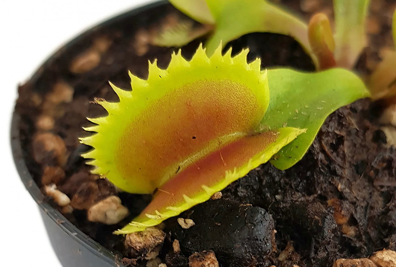 Dionaea muscipula "Dentata Form"