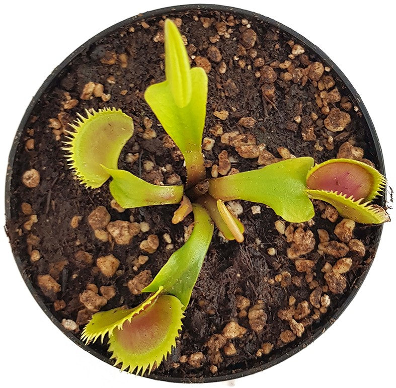 Dionaea muscipula "Dentata Form"