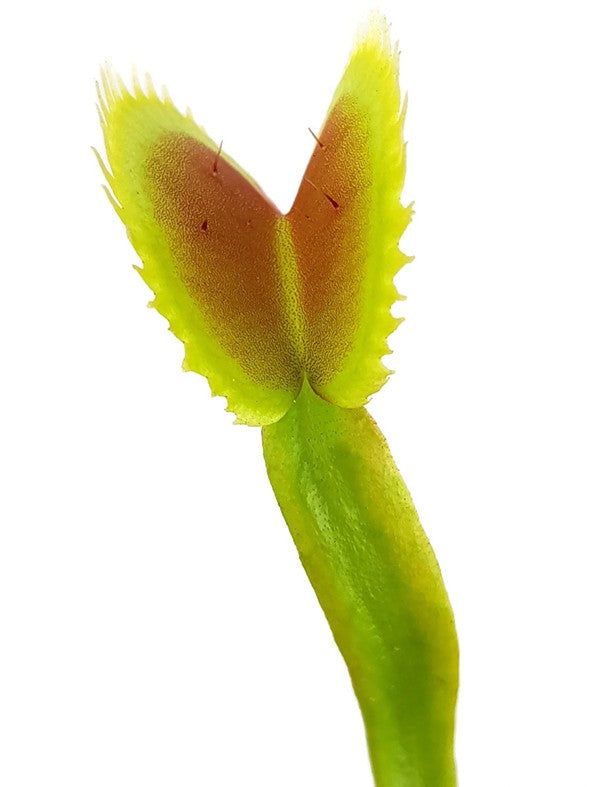 Dionaea muscipula "Dentata Form"