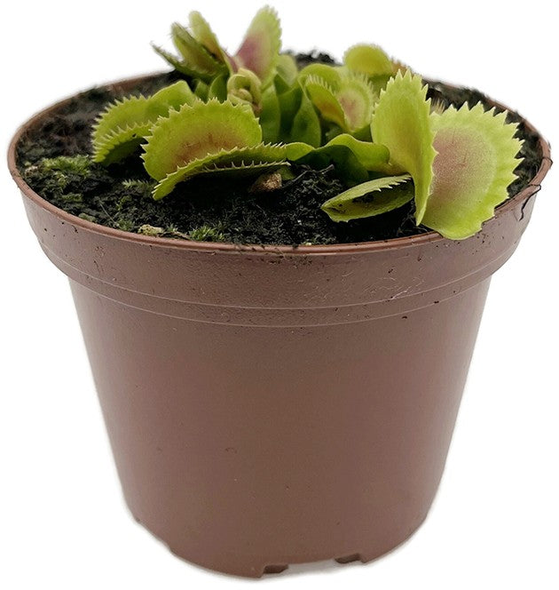Dionaea muscipula "FB Dreizack"