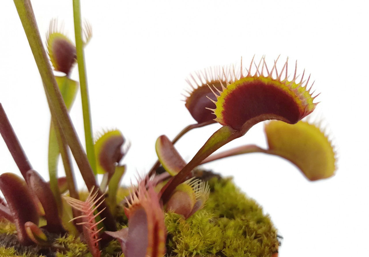Dionaea muscipula "Akai Ryu"