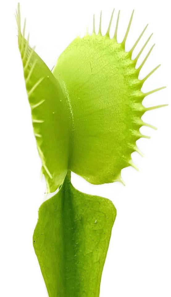 Dionaea muscipula "All Green"