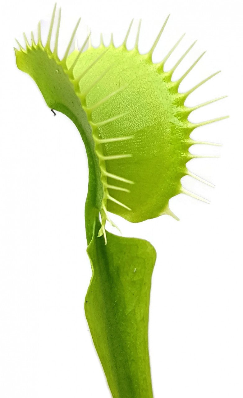 Dionaea muscipula "All Green"