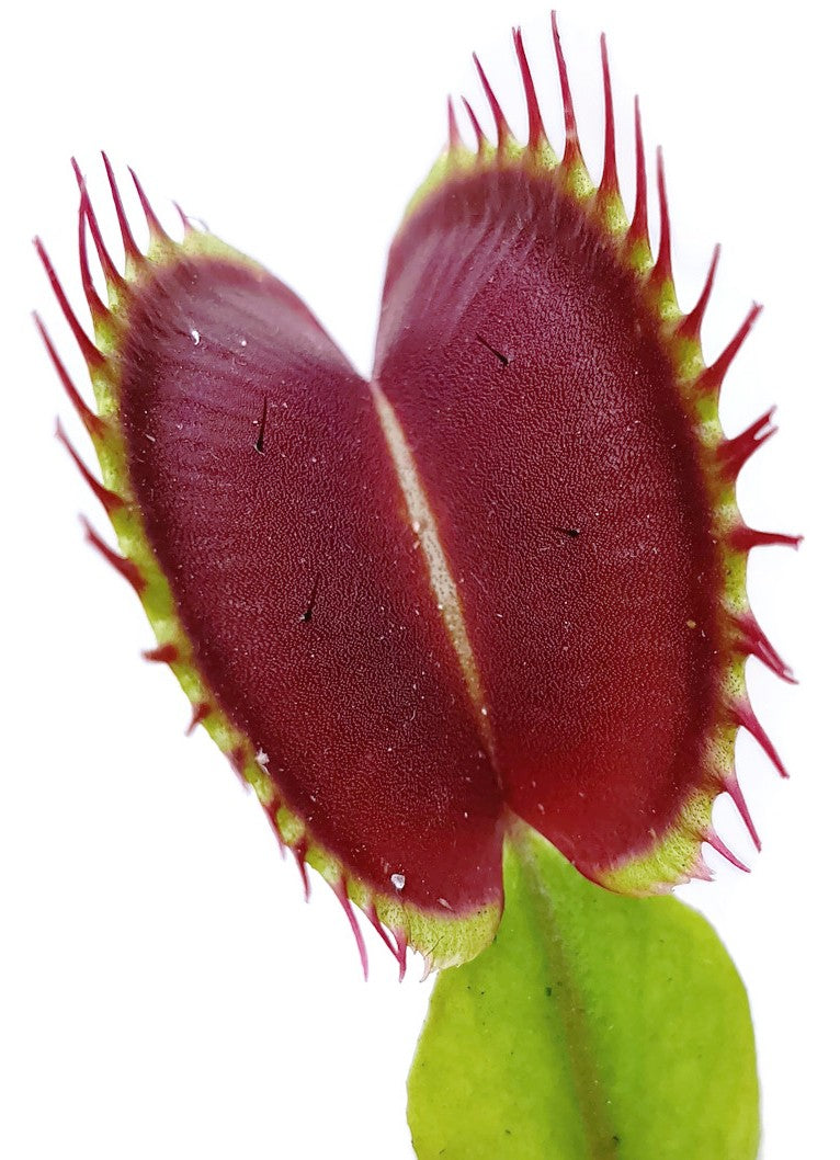 Dionaea muscipula "Colour Selection 1"