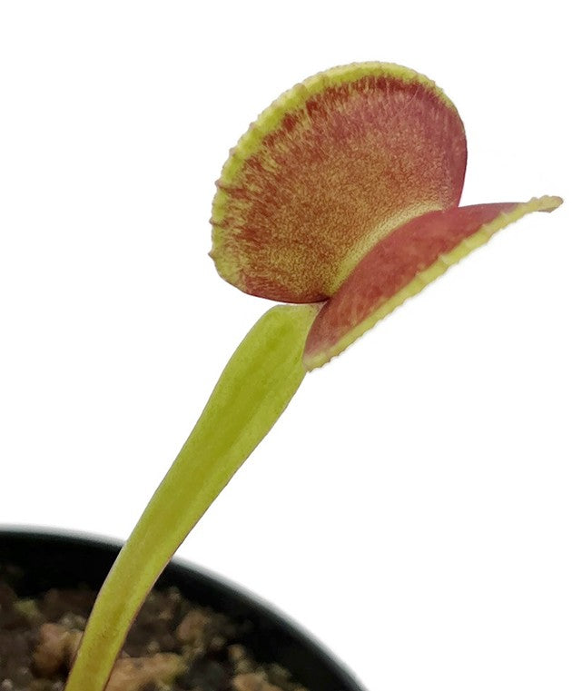 Dionaea muscipula "adentate" - zahnlose Venusfliegenfalle