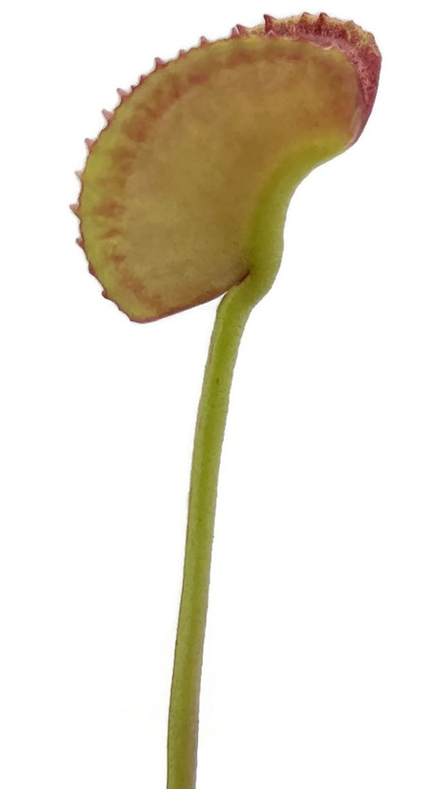 Dionaea muscipula "adentate" - zahnlose Venusfliegenfalle