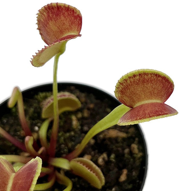 Dionaea muscipula "adentate" - zahnlose Venusfliegenfalle