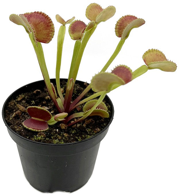 Dionaea muscipula "adentate" - zahnlose Venusfliegenfalle