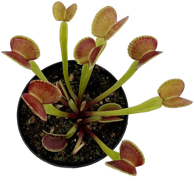Dionaea muscipula "adentate" - zahnlose Venusfliegenfalle