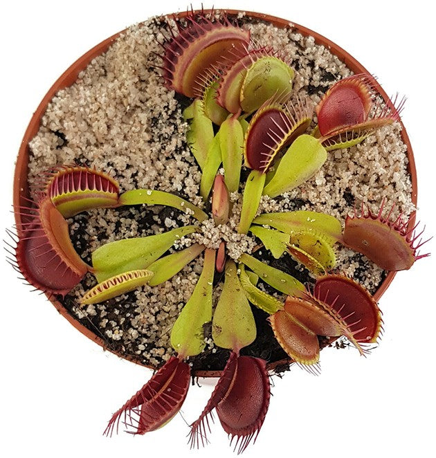 Dionaea muscipula "Blutrot"