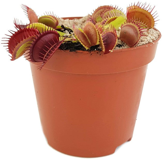 Dionaea muscipula "Blutrot"