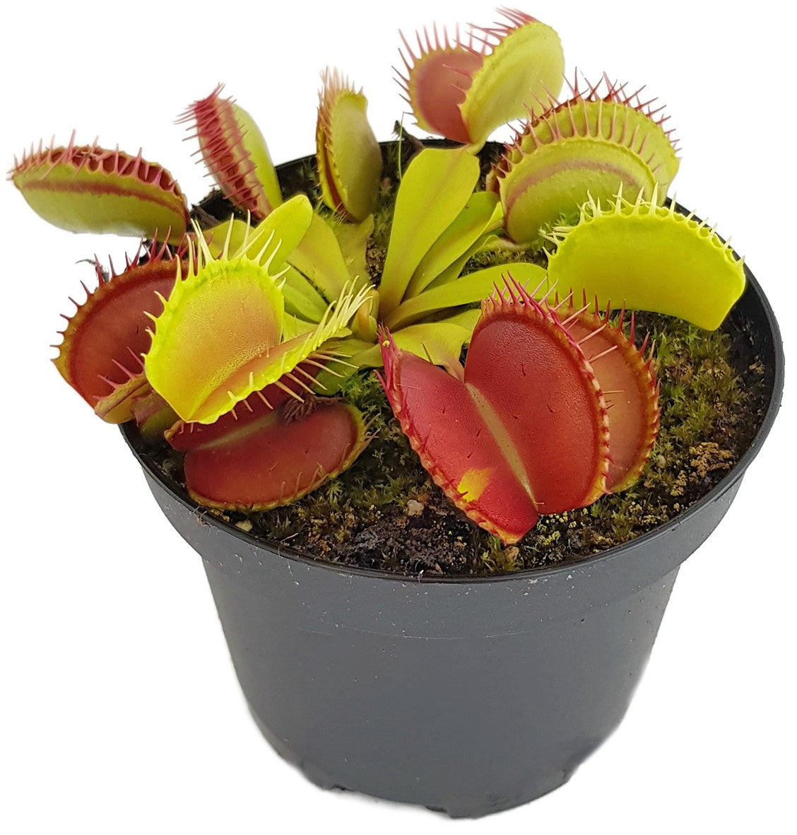 Dionaea muscipula "Giant Peach"