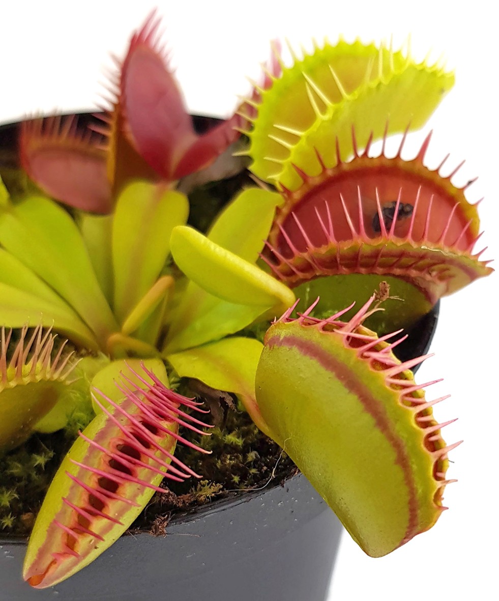 Dionaea muscipula "Giant Peach"