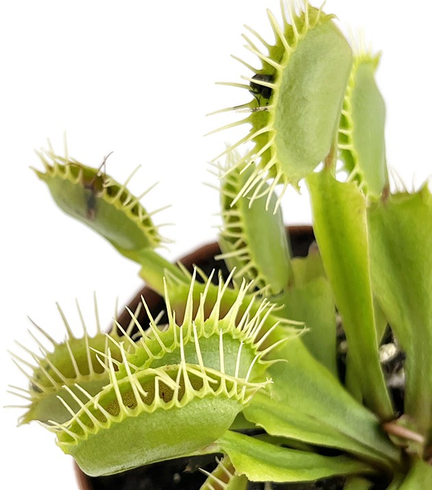 Dionaea muscipula "Fangzahn"