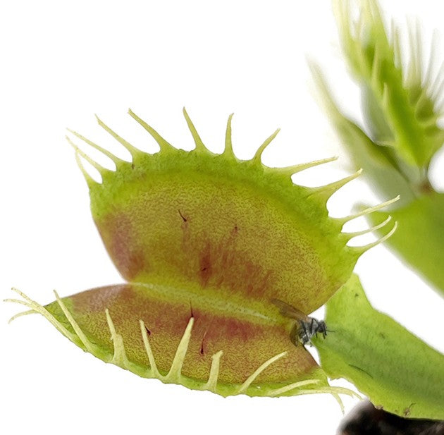 Dionaea muscipula "Fangzahn"