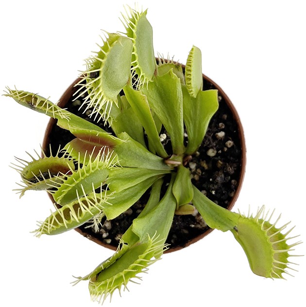 Dionaea muscipula "Fangzahn"